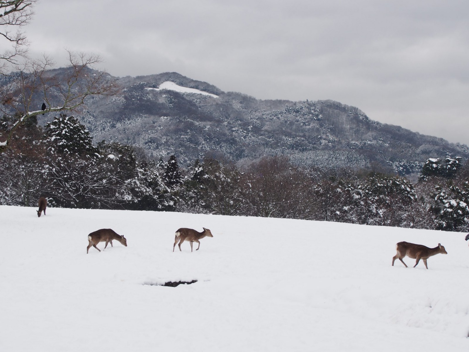 雪の飛火野に戯れる鹿と高円山