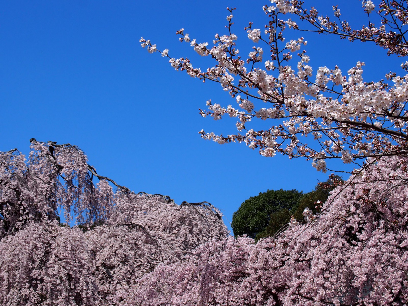 桜で埋め尽くされる氷室神社