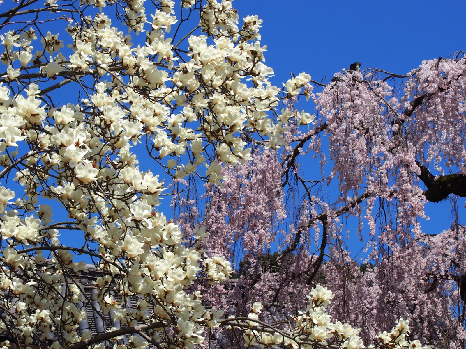 氷室神社のハクモクレン（白木蓮）と桜