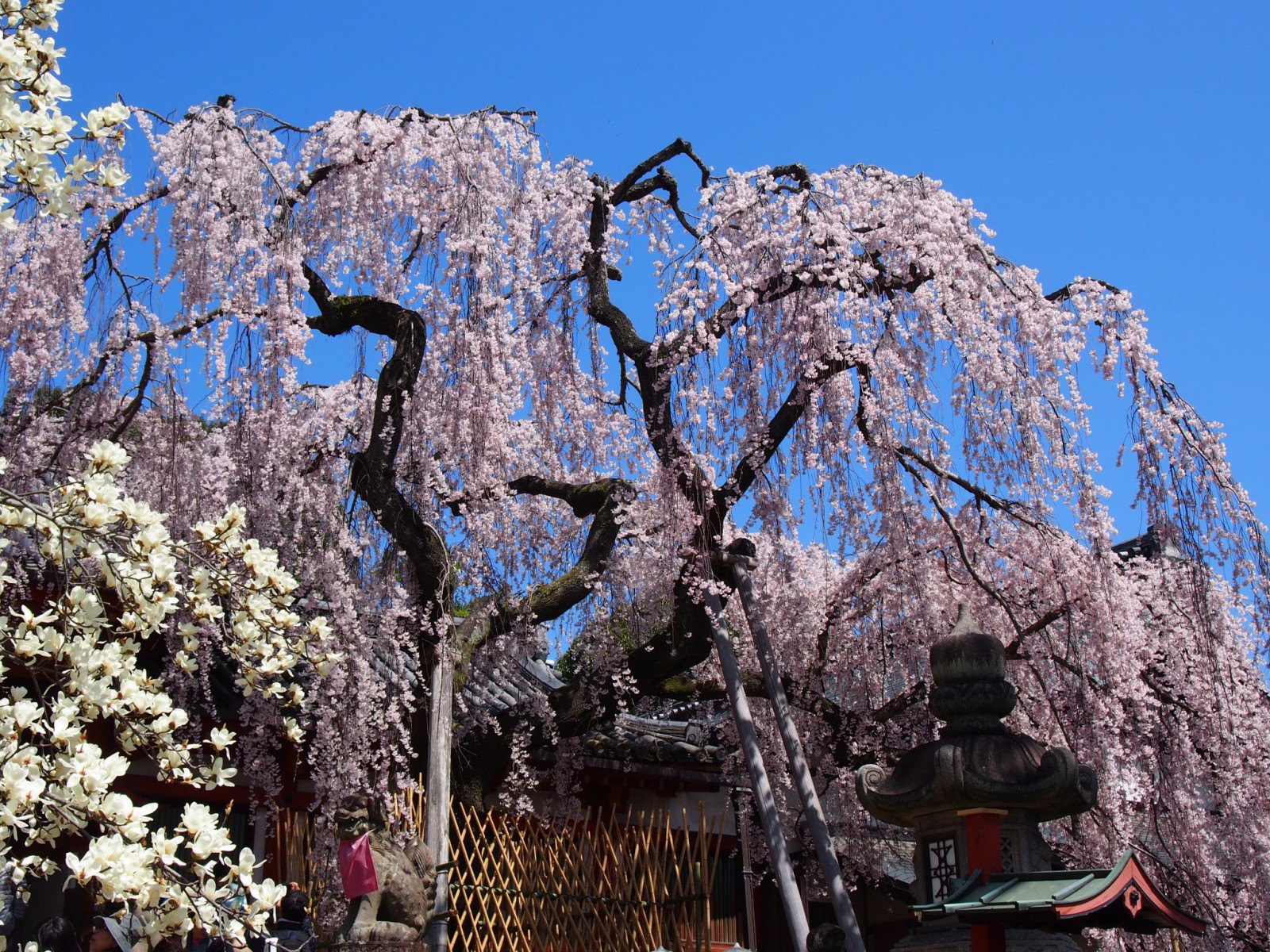 咲き誇る枝垂桜の古樹（氷室神社）
