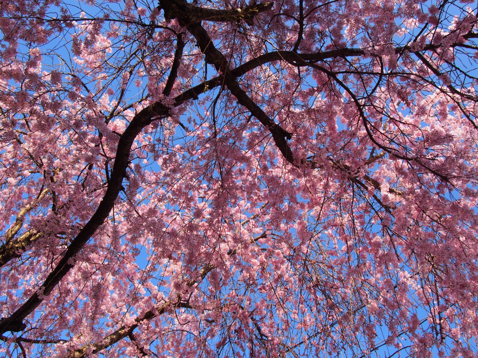 枝垂桜を下から眺める（大仏鉄道記念公園）