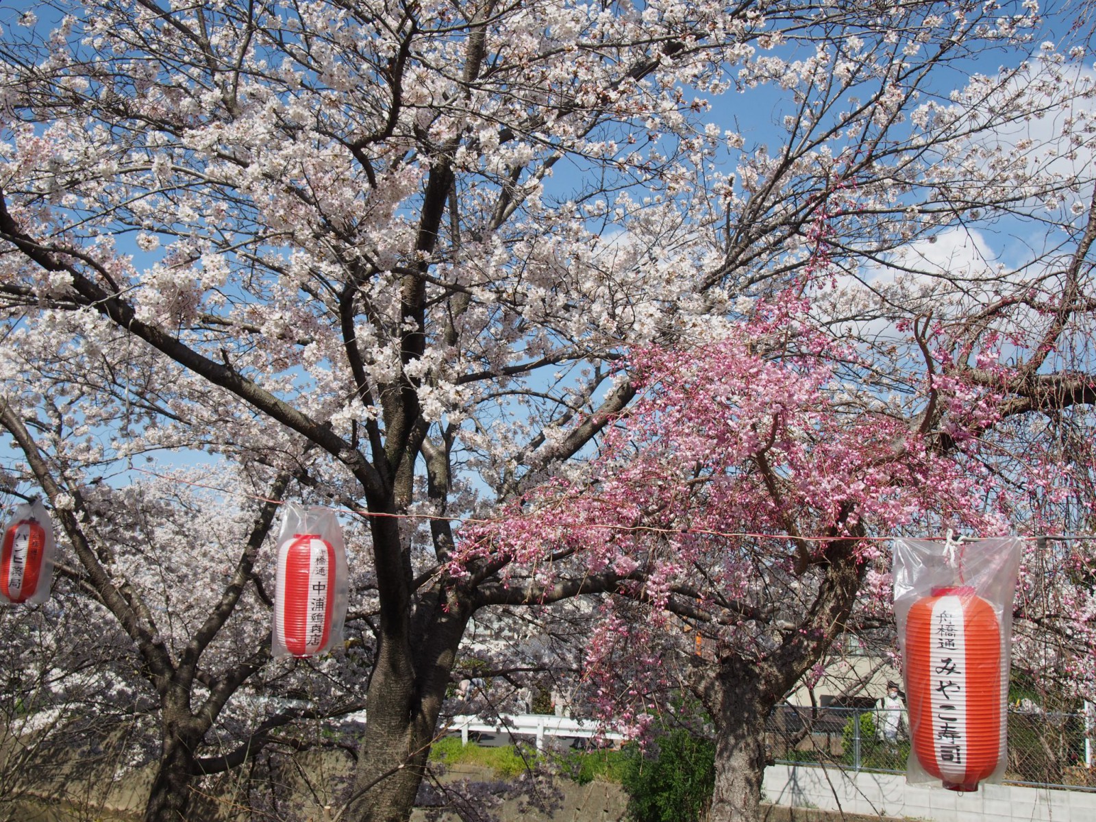 佐保川「桜祭り」会場周辺