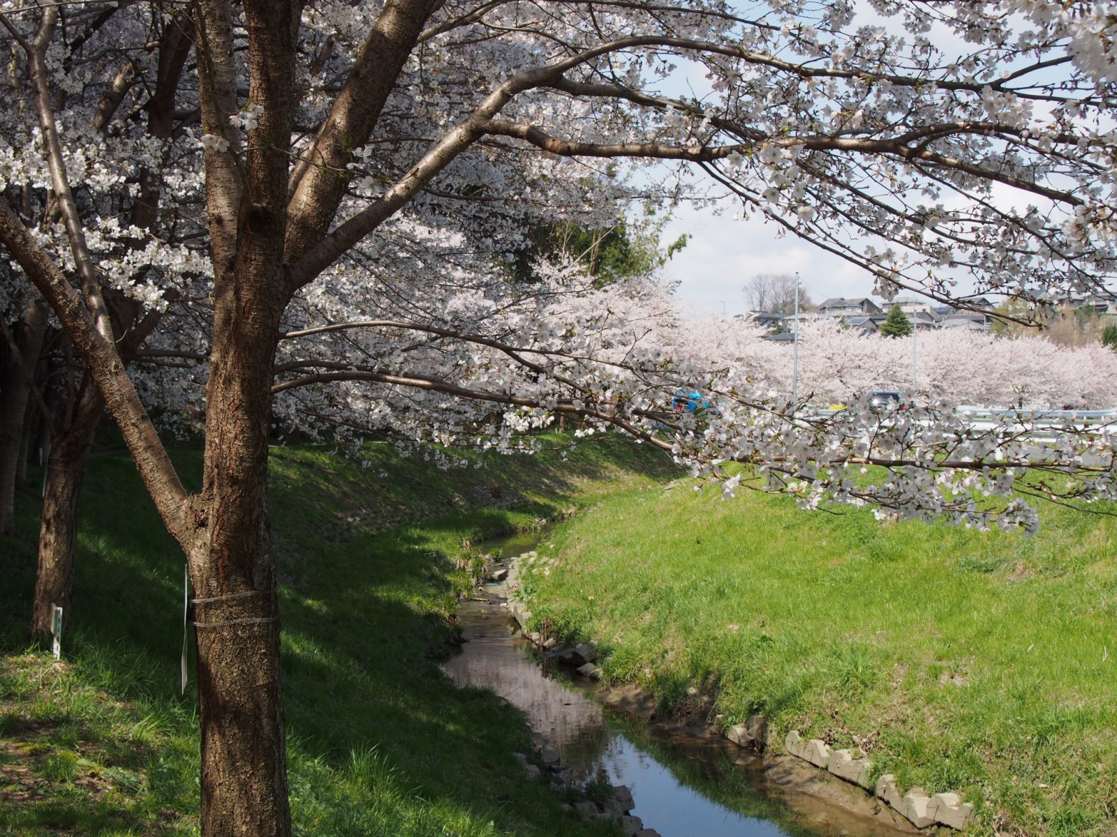 秋篠川の清流と桜並木