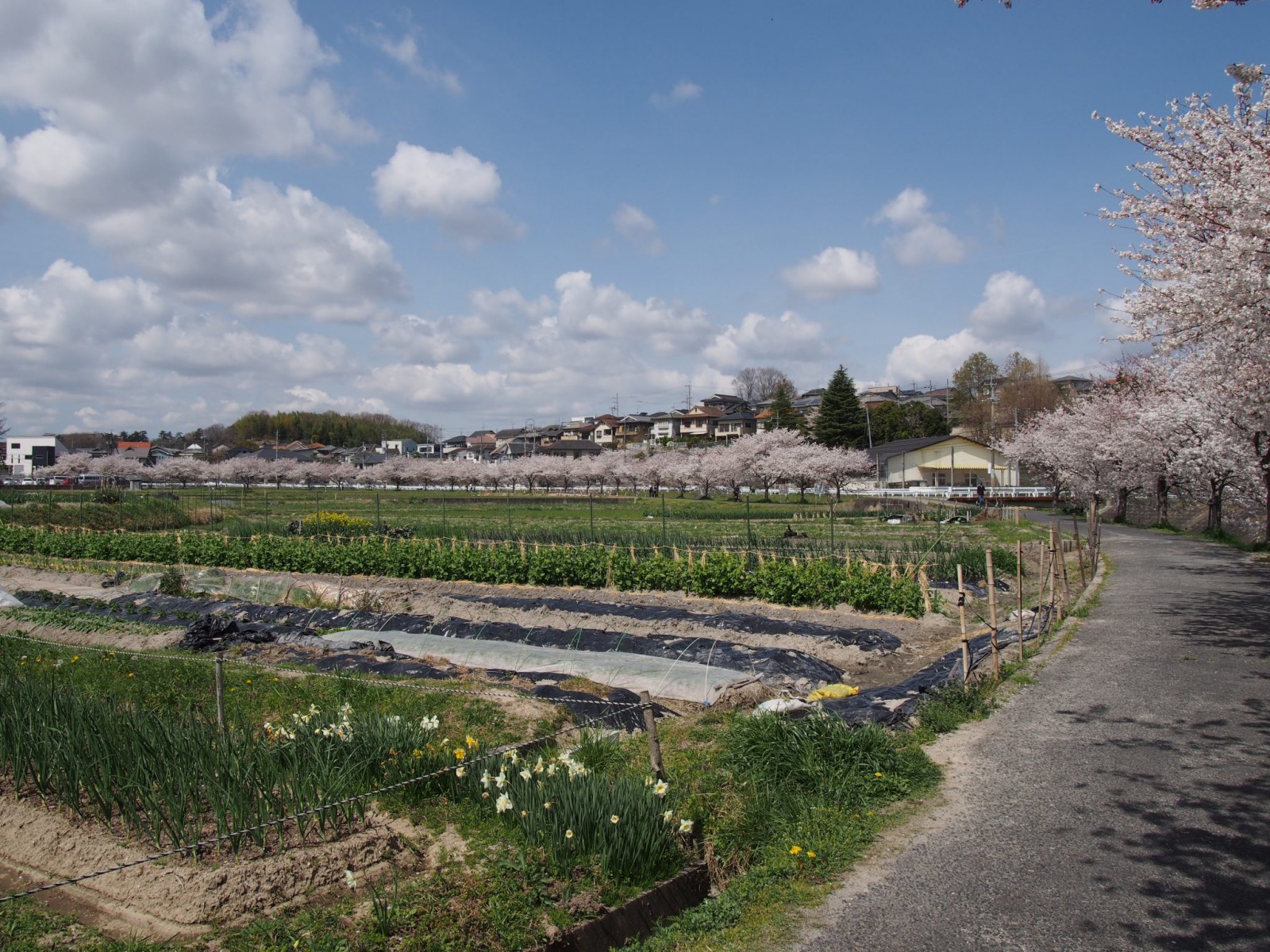 秋篠川の桜並木と田園風景
