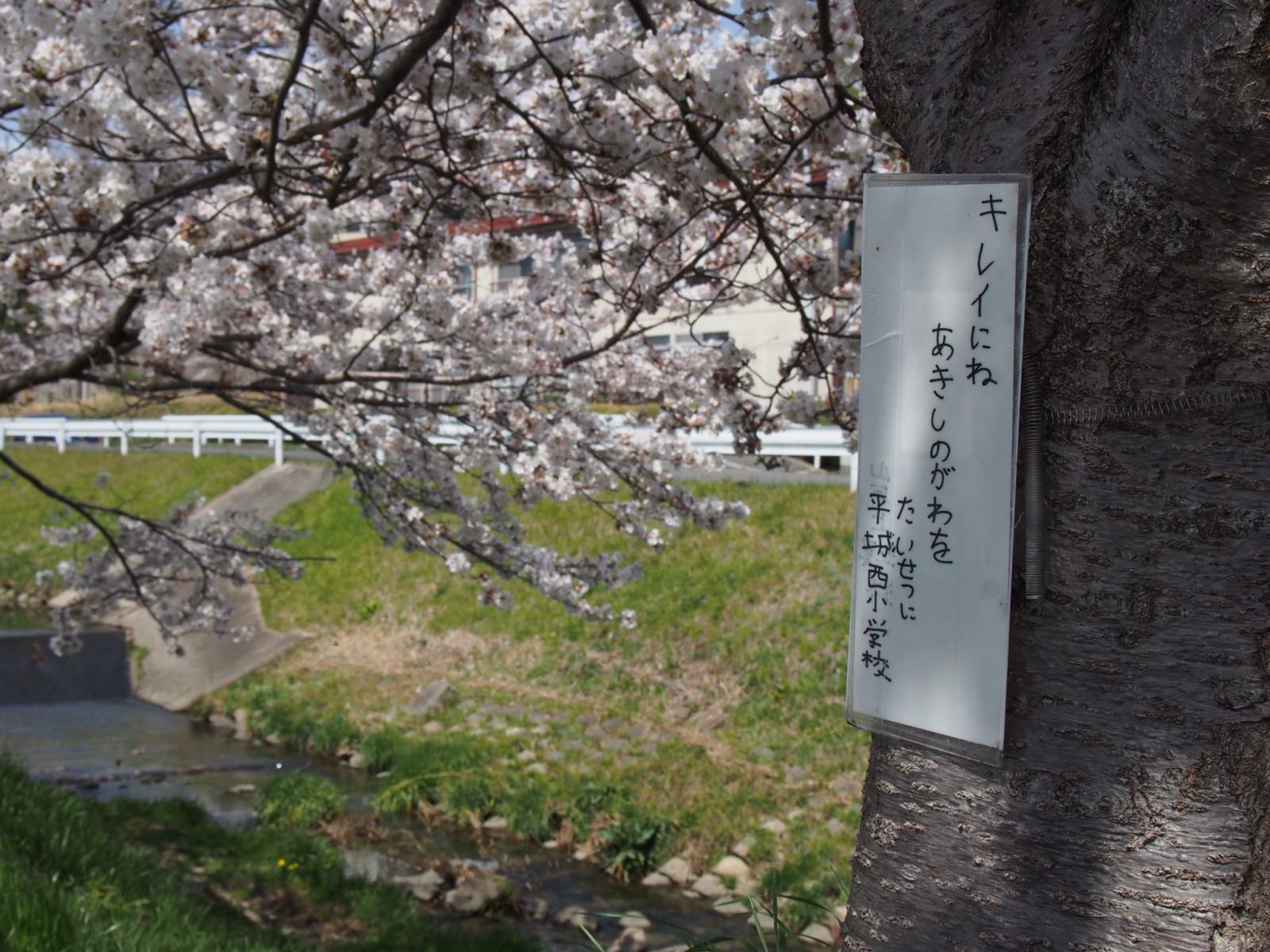 地域の力で彩られる秋篠川の桜