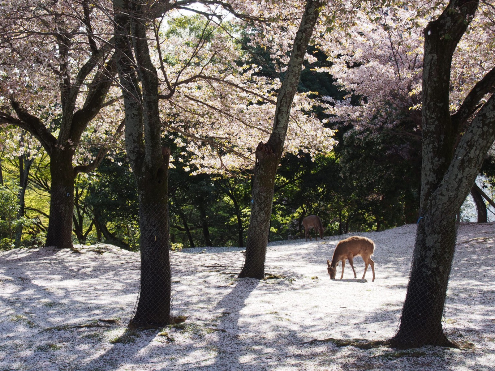 桜の花びらが積もった奈良公園内「茶山園地」