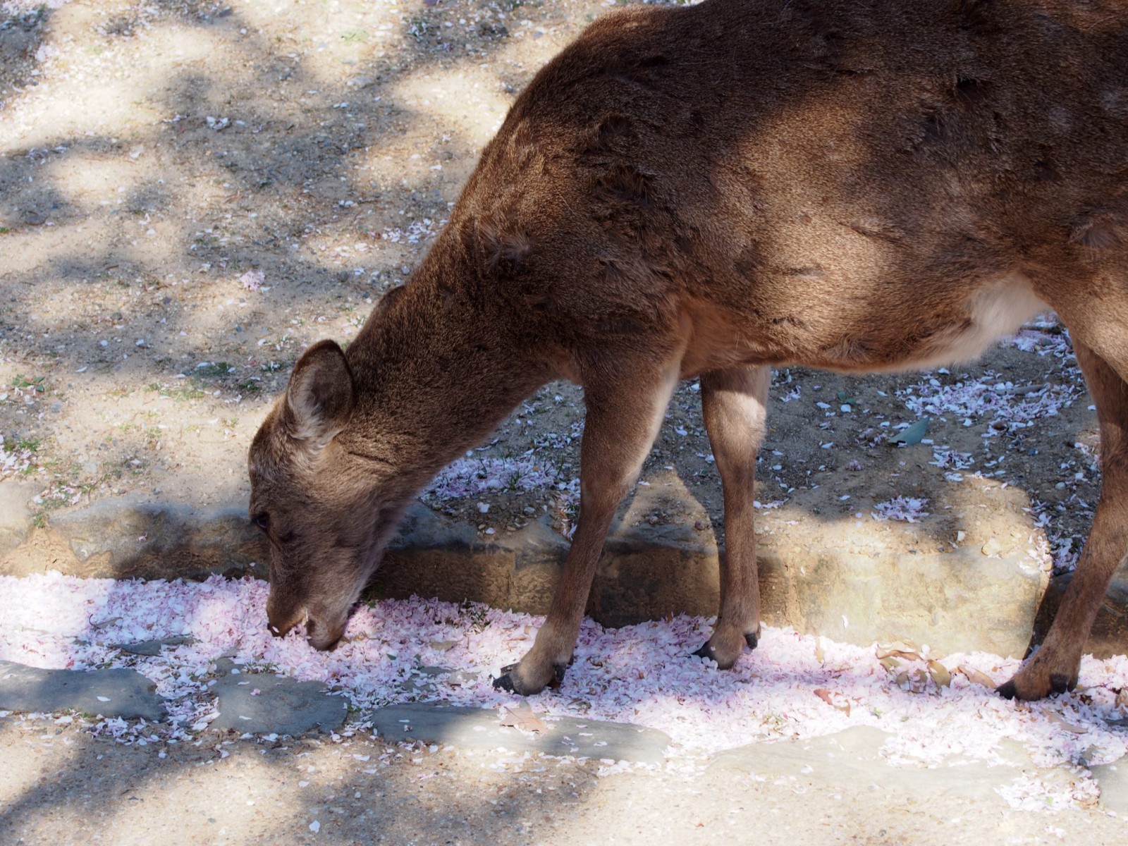 桜の花びらを食べる鹿