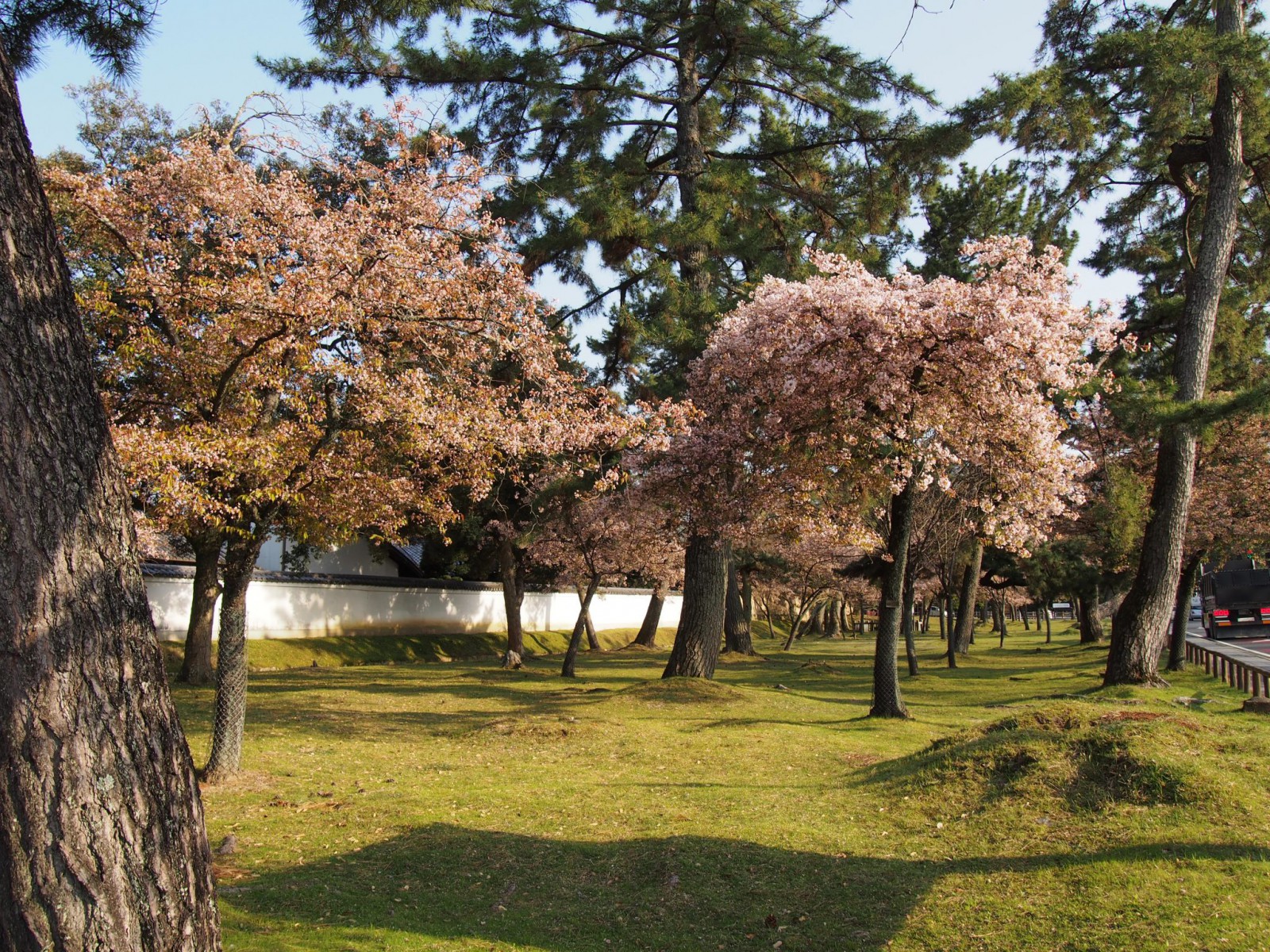 みとりい池園地の奈良九重桜