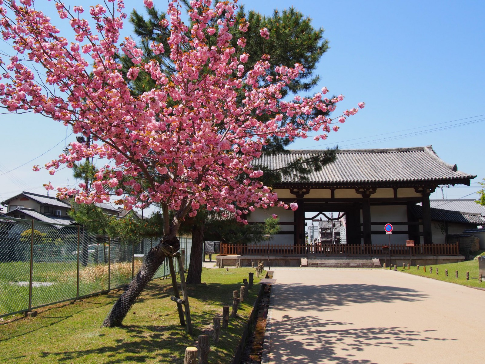 奈良八重桜と転害門
