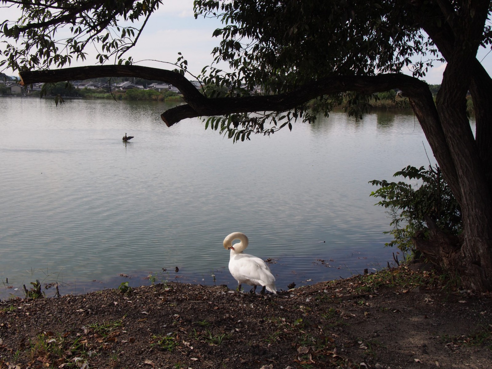 白鳥もいる水上池