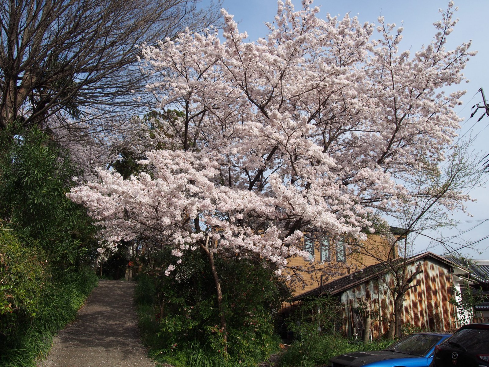元興寺小塔院跡の桜