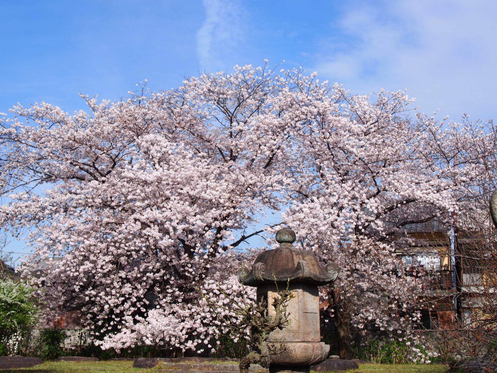 元興寺塔跡の桜