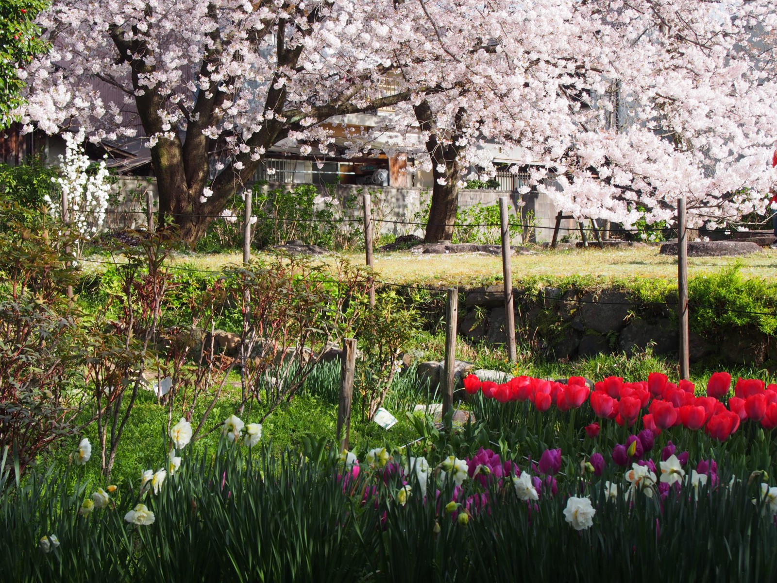 元興寺塔跡のチューリップ畑と桜の共演