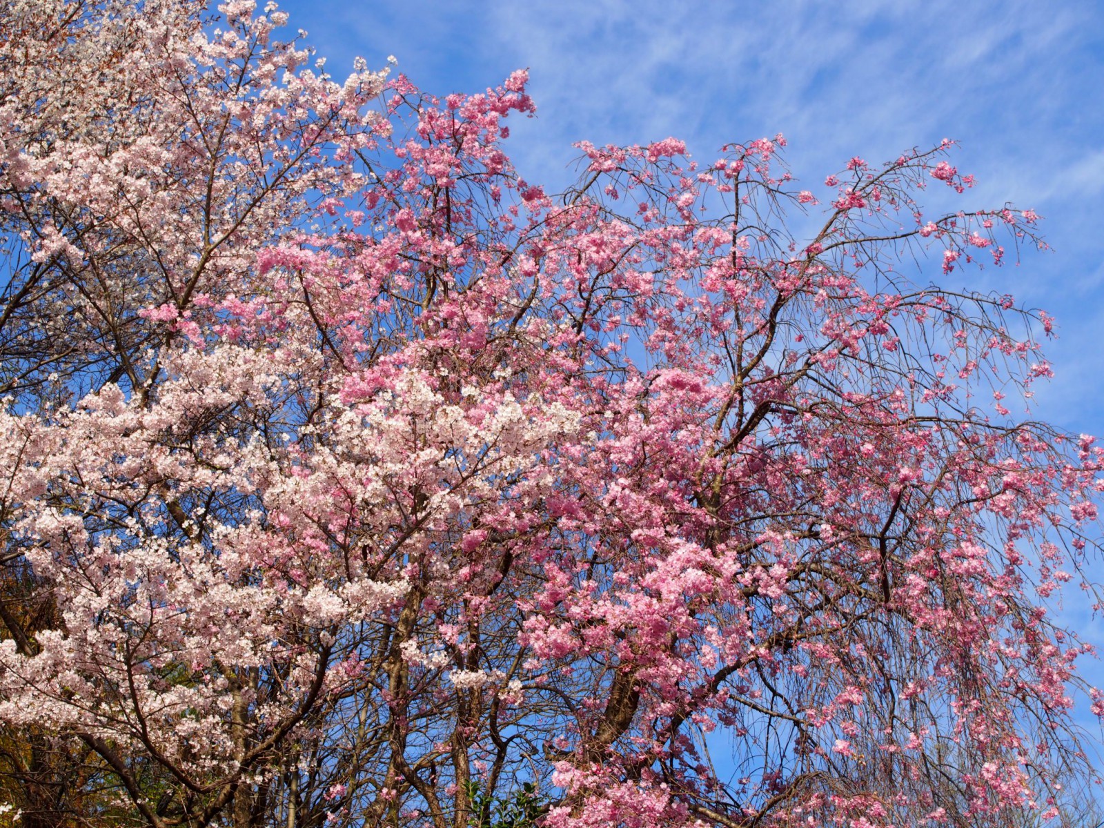 奈良町天神社周辺の「桜」