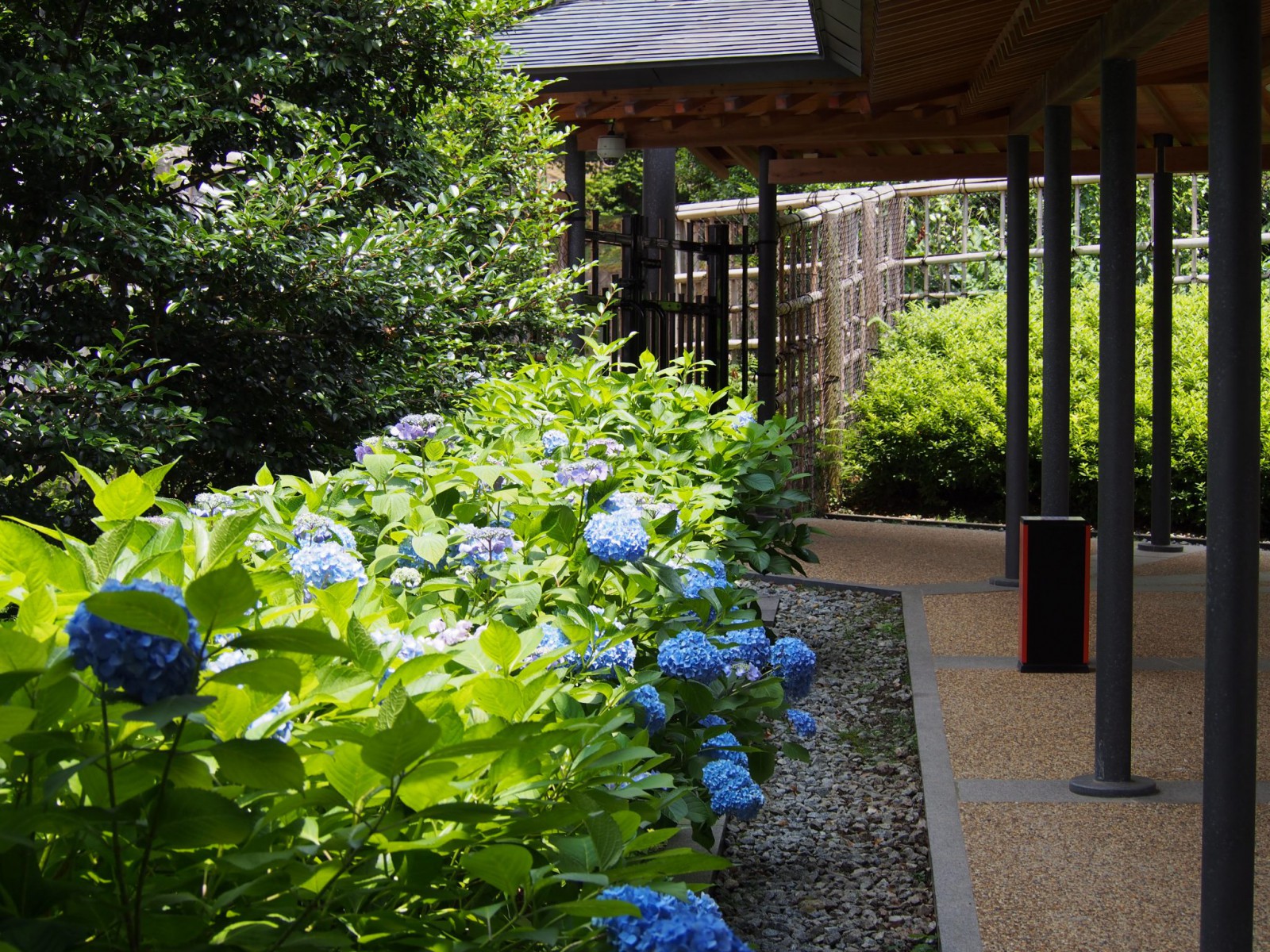 奈良春日野国際フォーラム甍（日本庭園）のアジサイ
