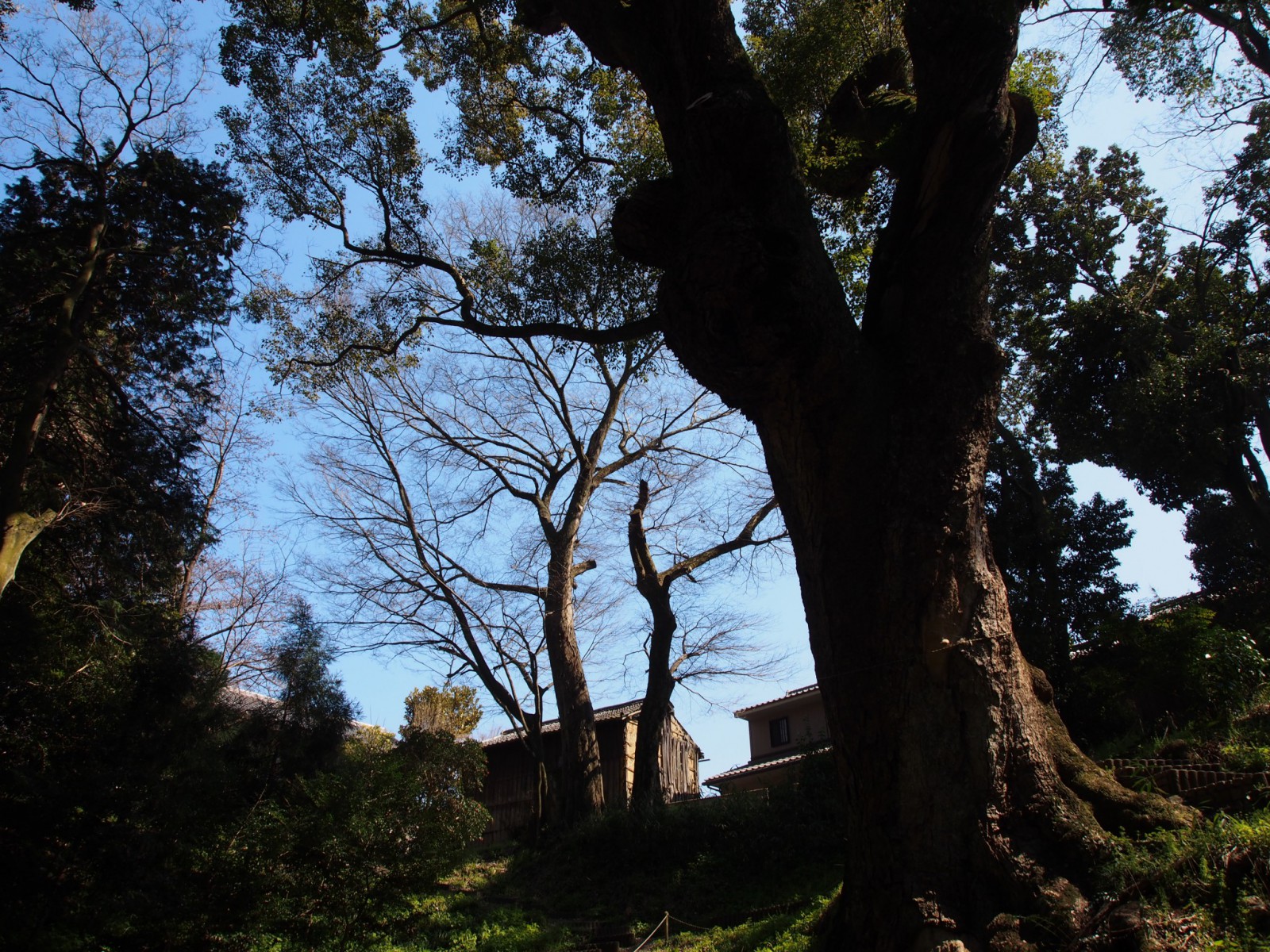 奈良豆比古神社の「窪地」から見上げる楠の神木