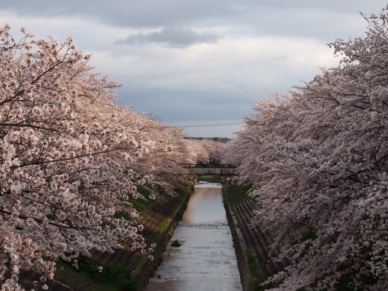 三笠中学校周辺の桜並木