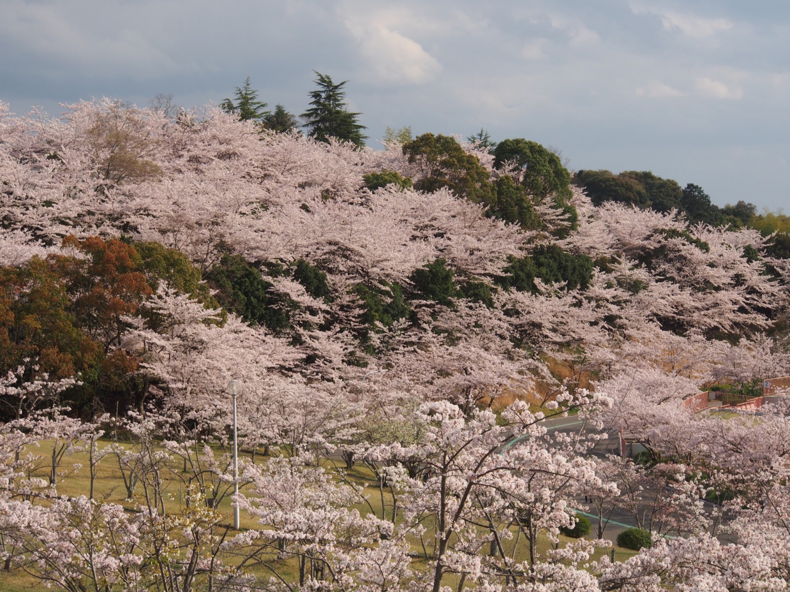 鴻ノ池運動公園の「緑の丘」の桜並木