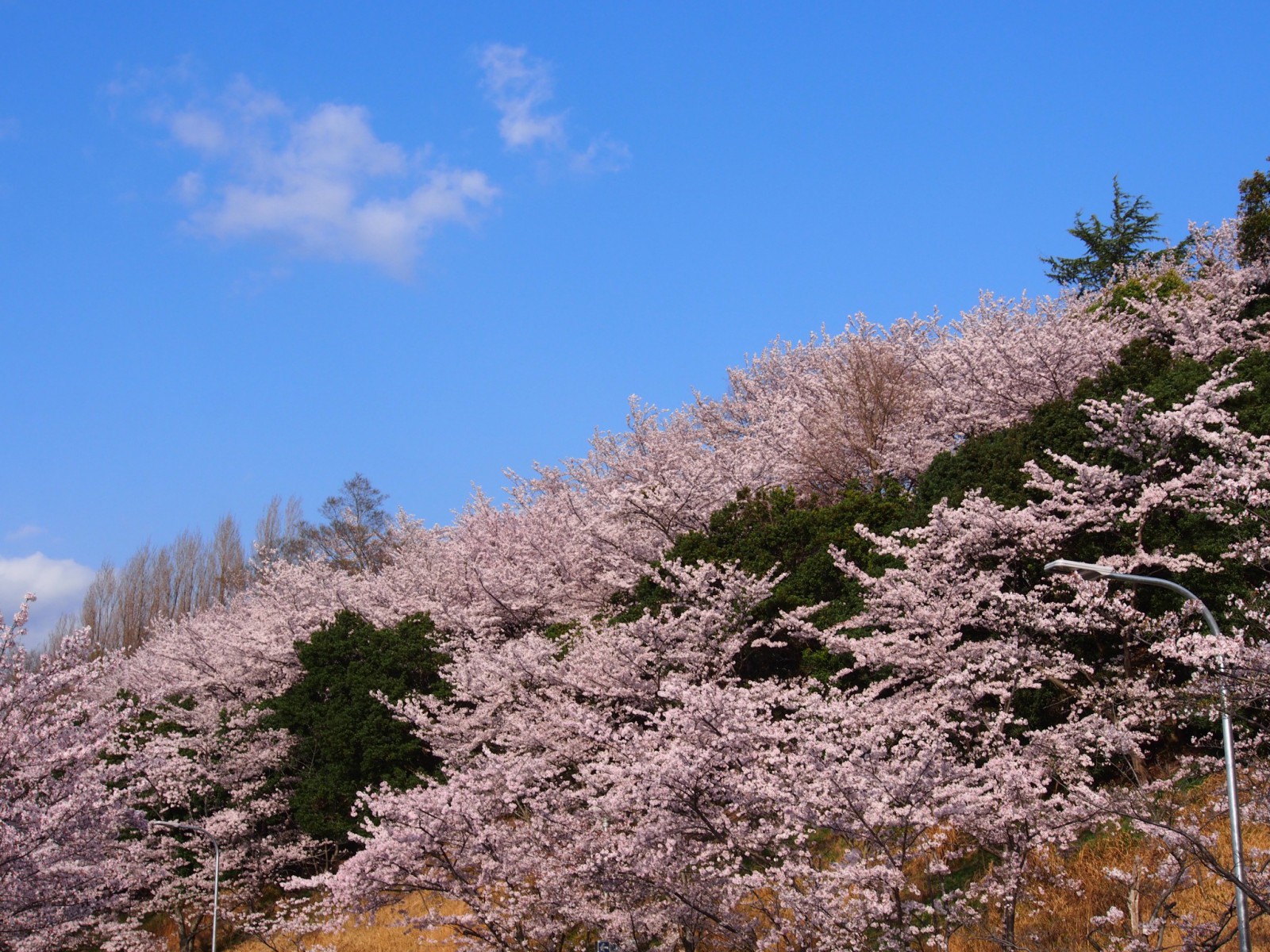 鴻ノ池陸上競技場周縁の「桜の山」