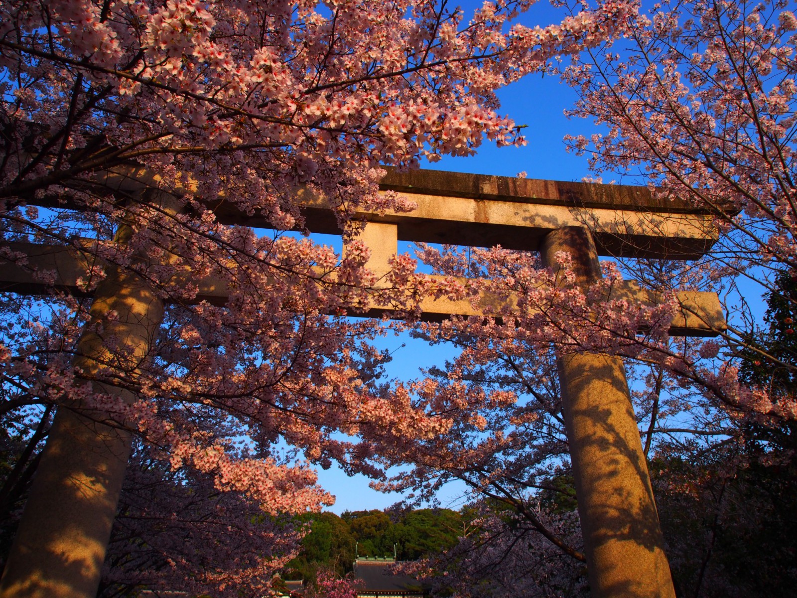 桜に包まれた奈良県護国神社
