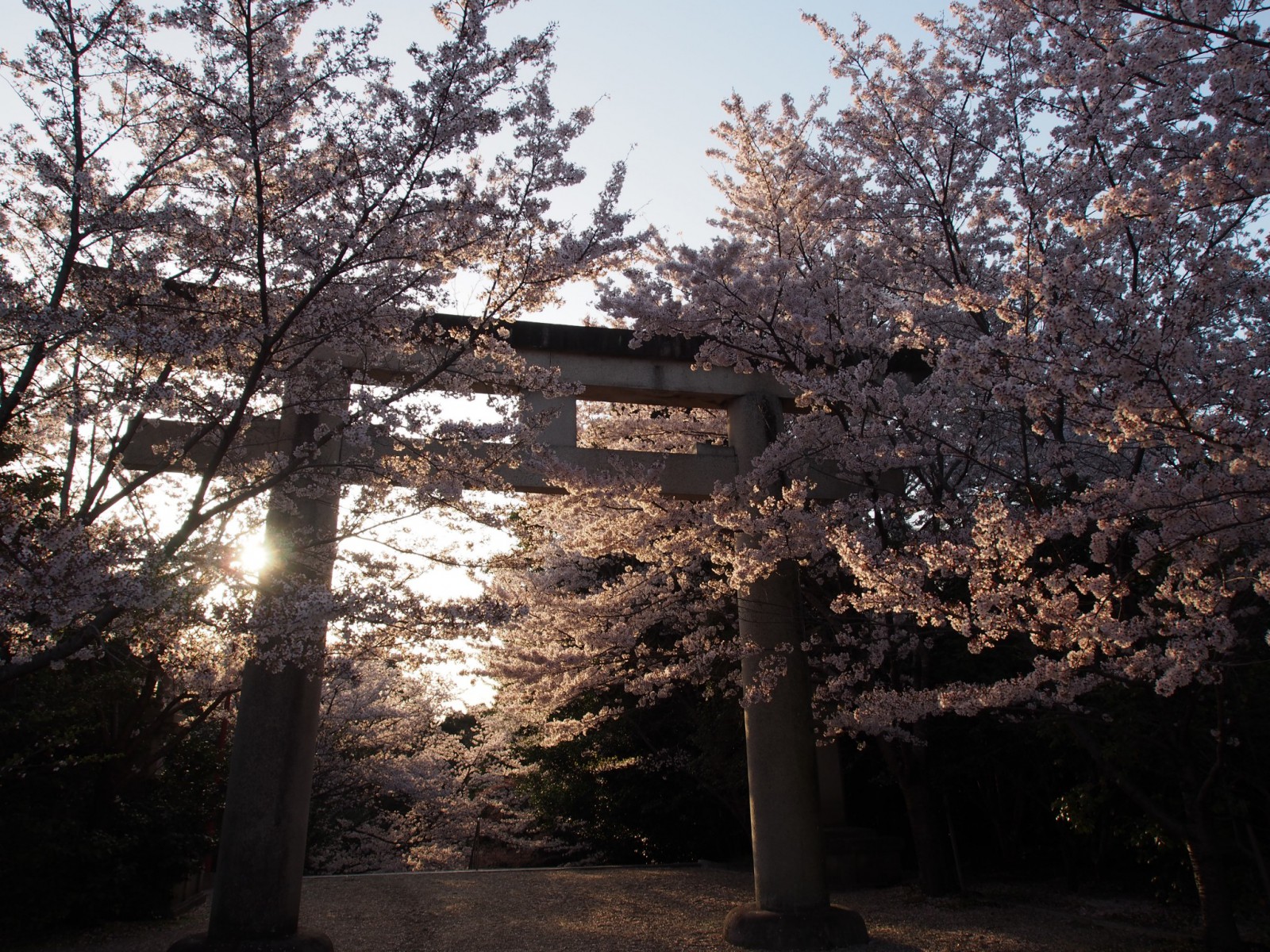 独特の「桜」ある風景を生み出す護国神社（奈良）