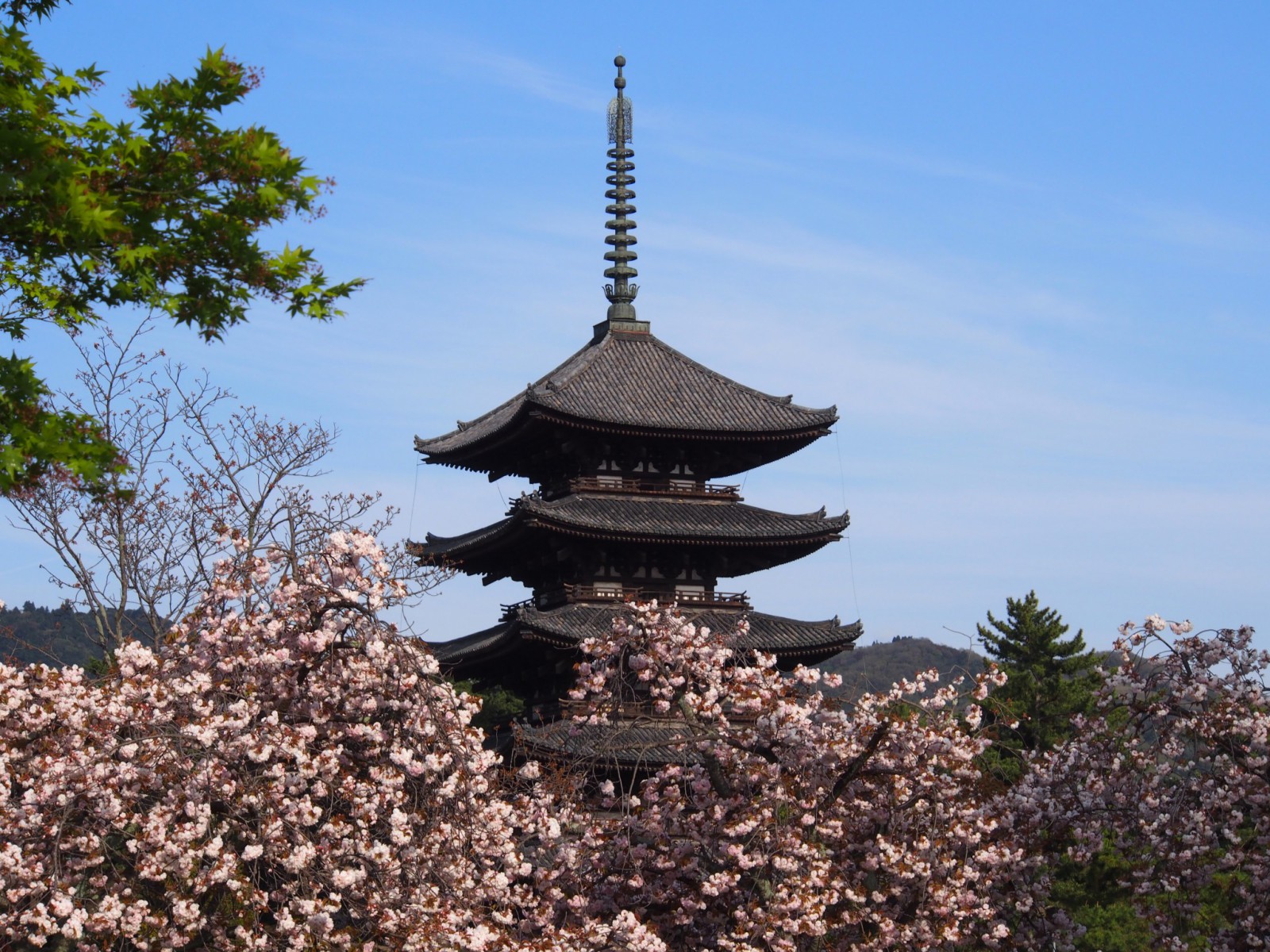 興福寺五重塔と八重桜の共演