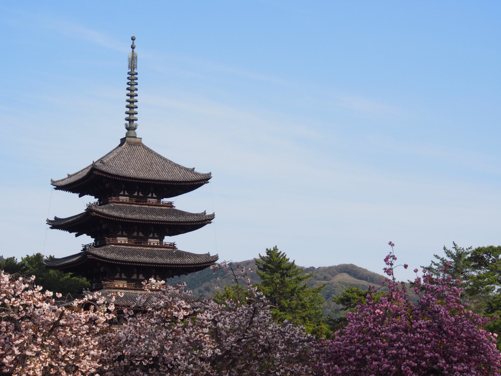 五重塔と奈良八重桜