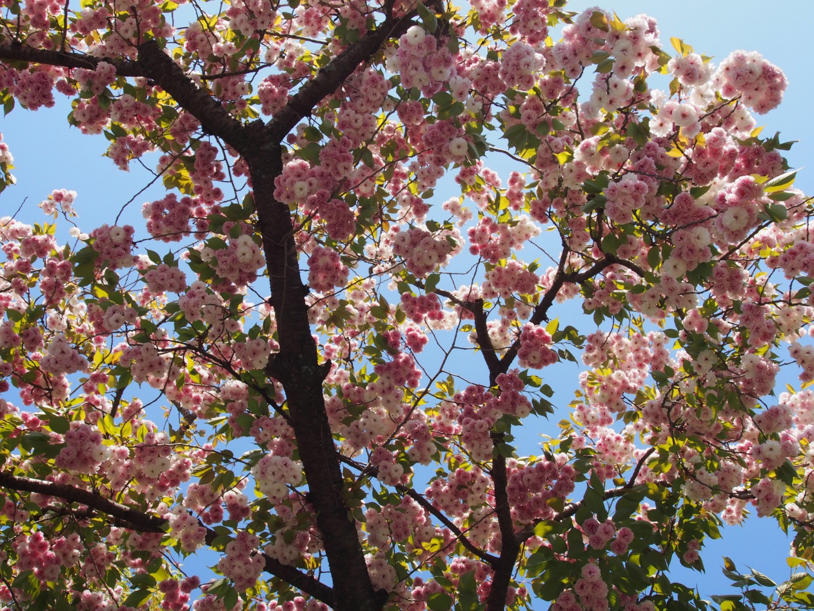 東大寺西大門跡周辺に咲き誇る「奈良八重桜」