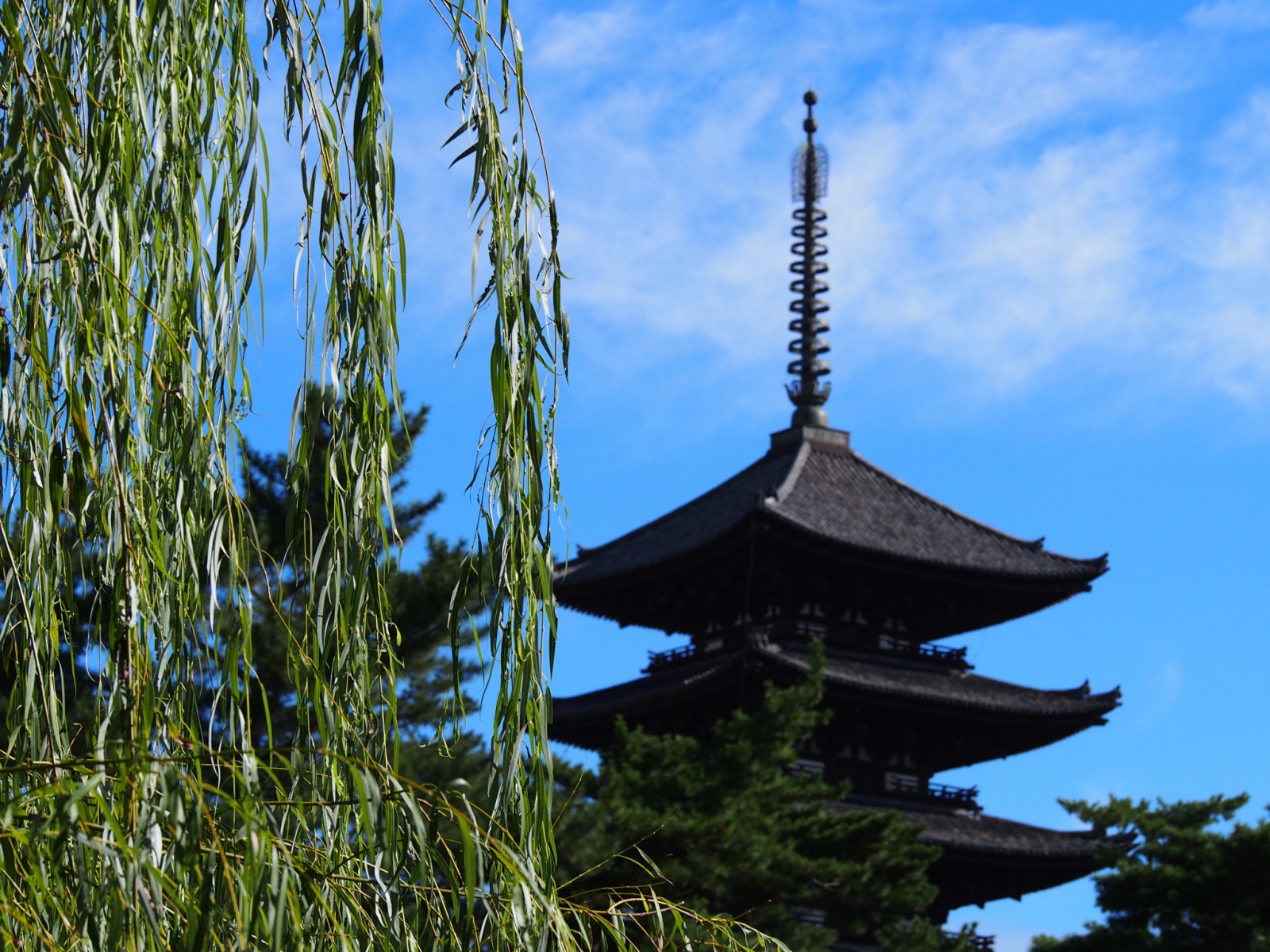 猿沢池のほとりの「柳」と興福寺五重塔
