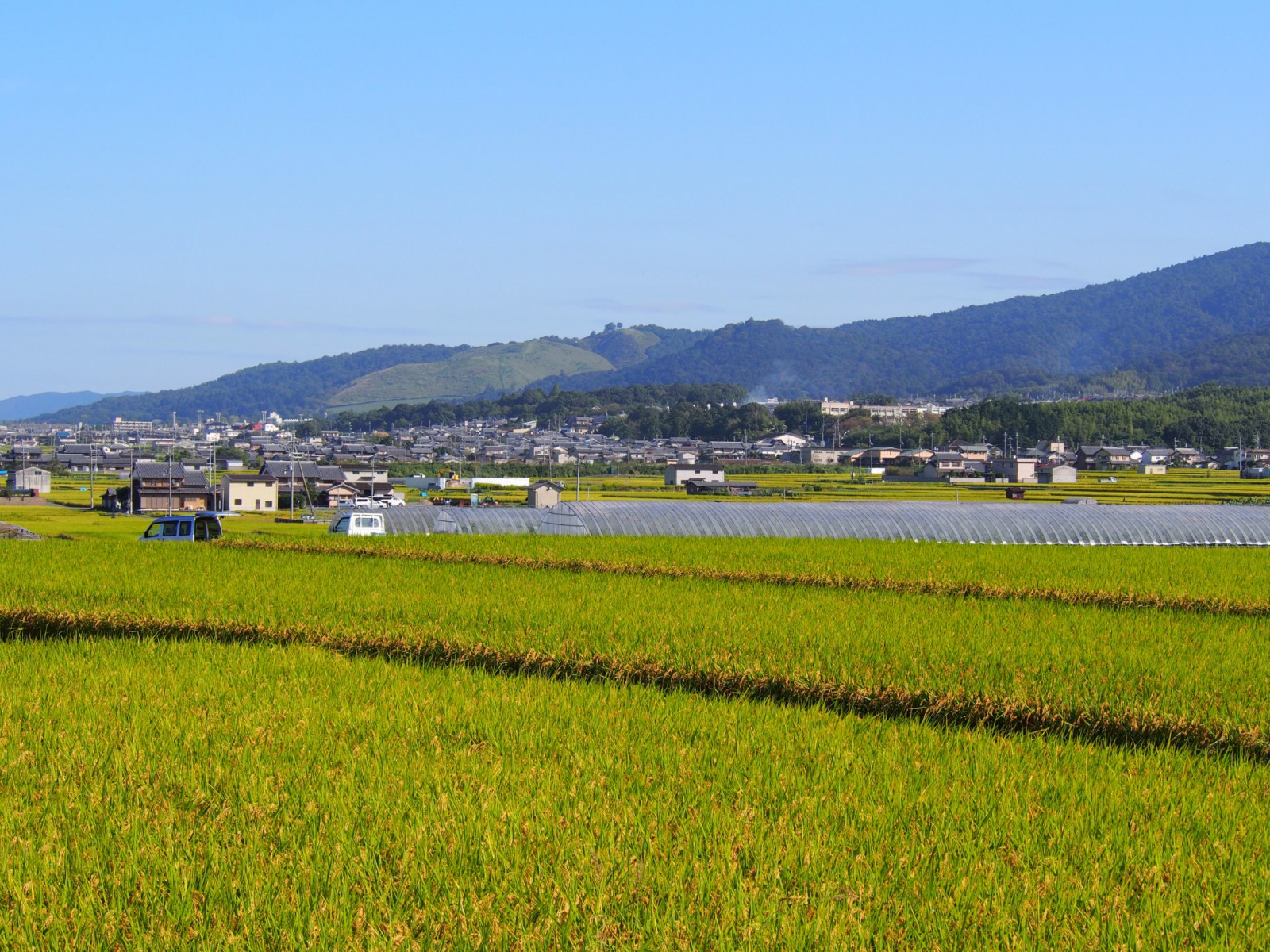 山村町バス停付近の稲刈りシーズンの風景