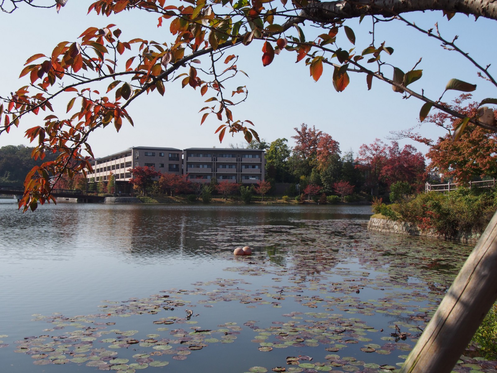 秋の菖蒲池