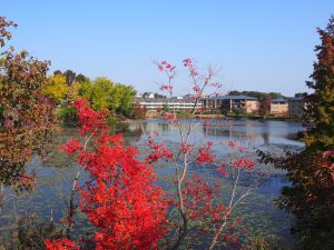 紅葉が美しい菖蒲池のほとり