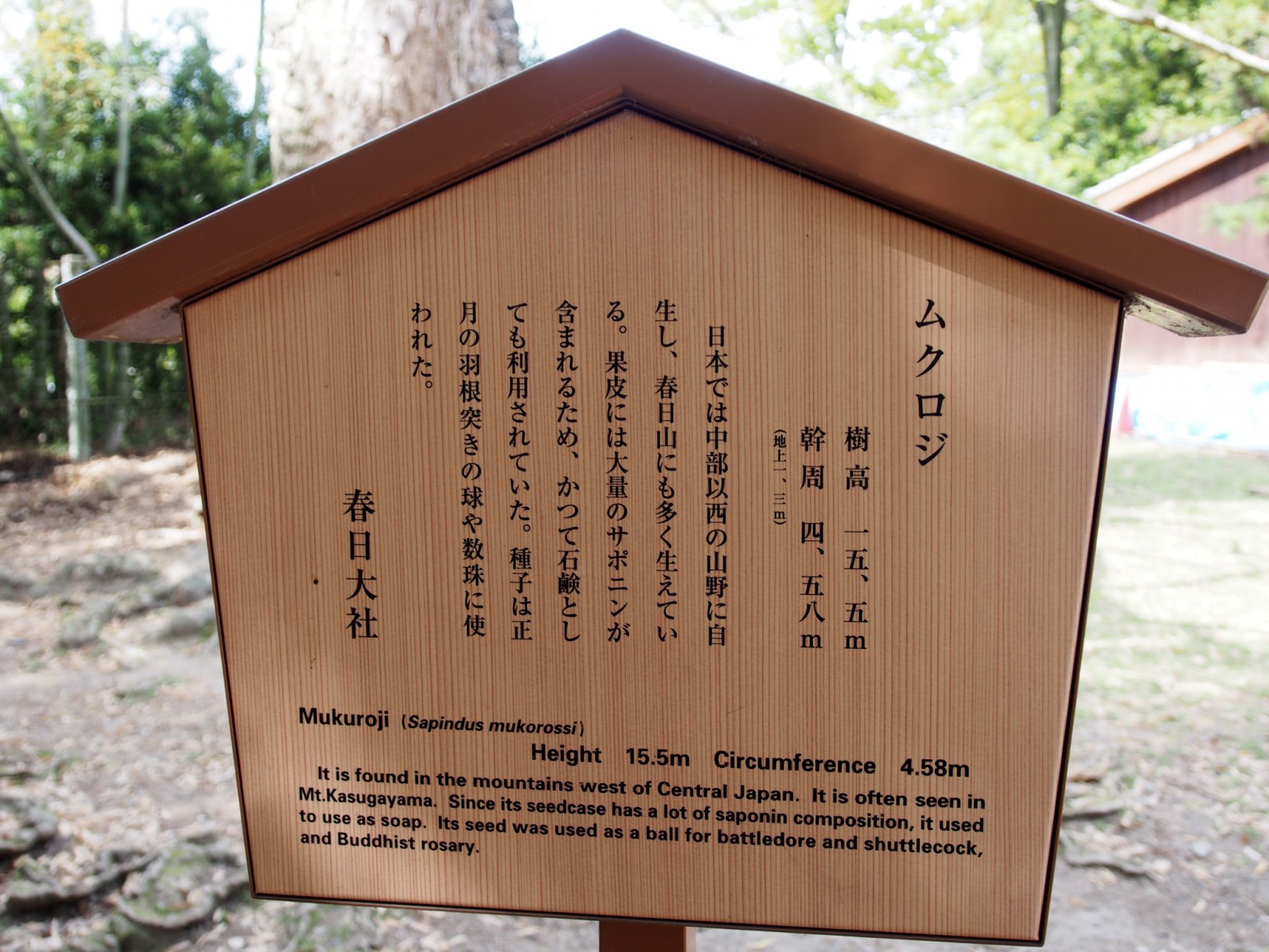 奈良公園内「ムクロジの木」の案内板