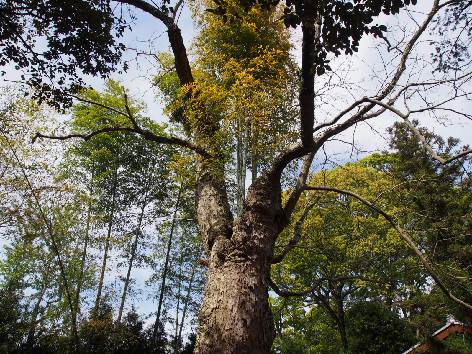 周辺に生える「竹」が侵食したと思われる「ムクロジの木」（奈良公園）