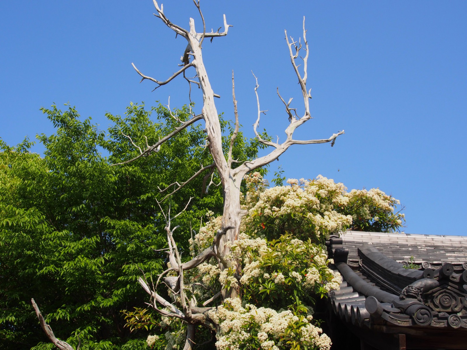 八坂神社境内の枯死した巨木