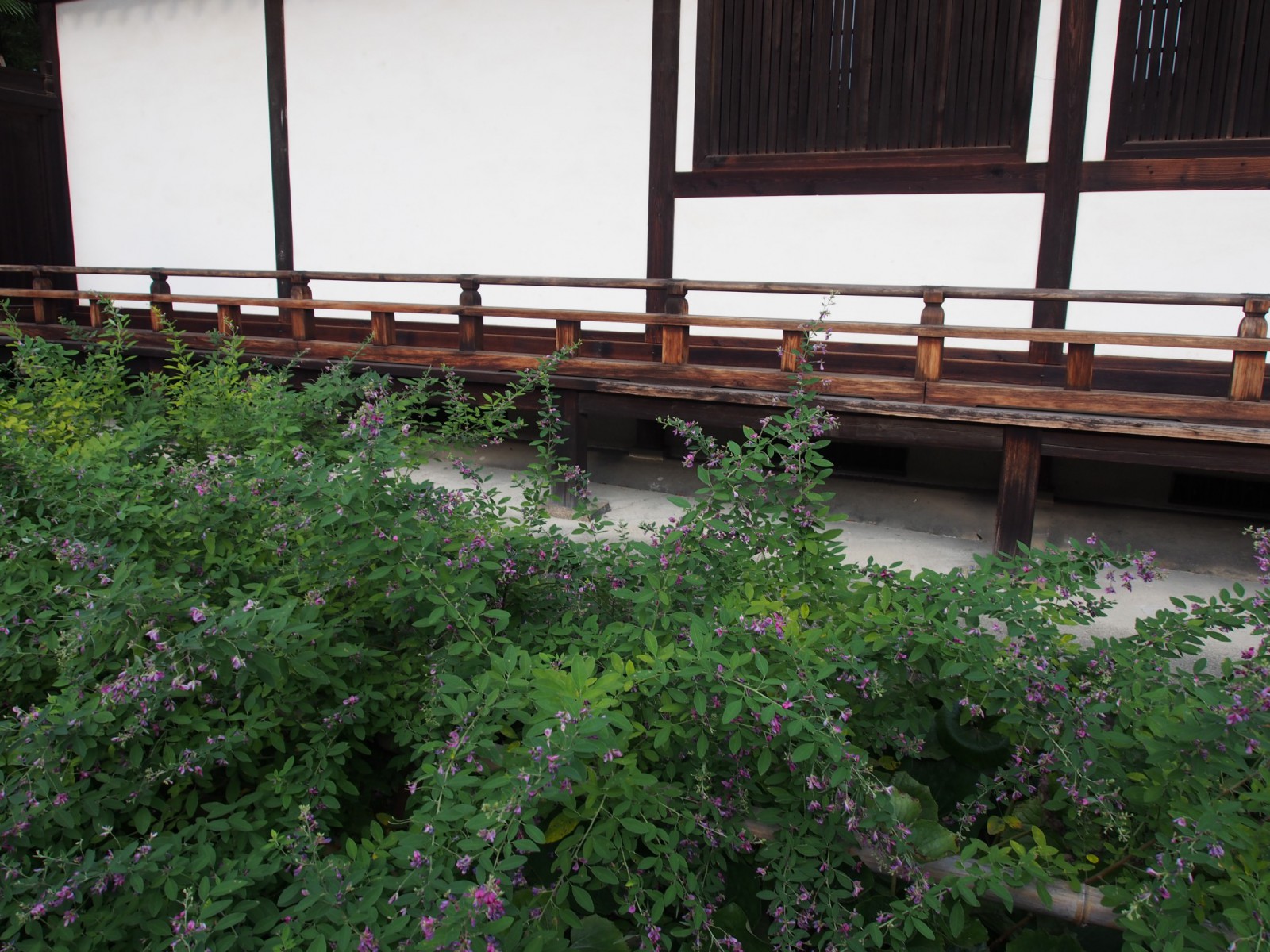 興福寺菩提院の「萩」