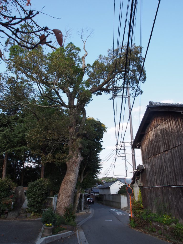 添御縣坐神社の鳥居前に建つ巨木