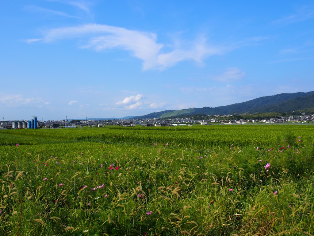 山村町バス停周辺の田園風景