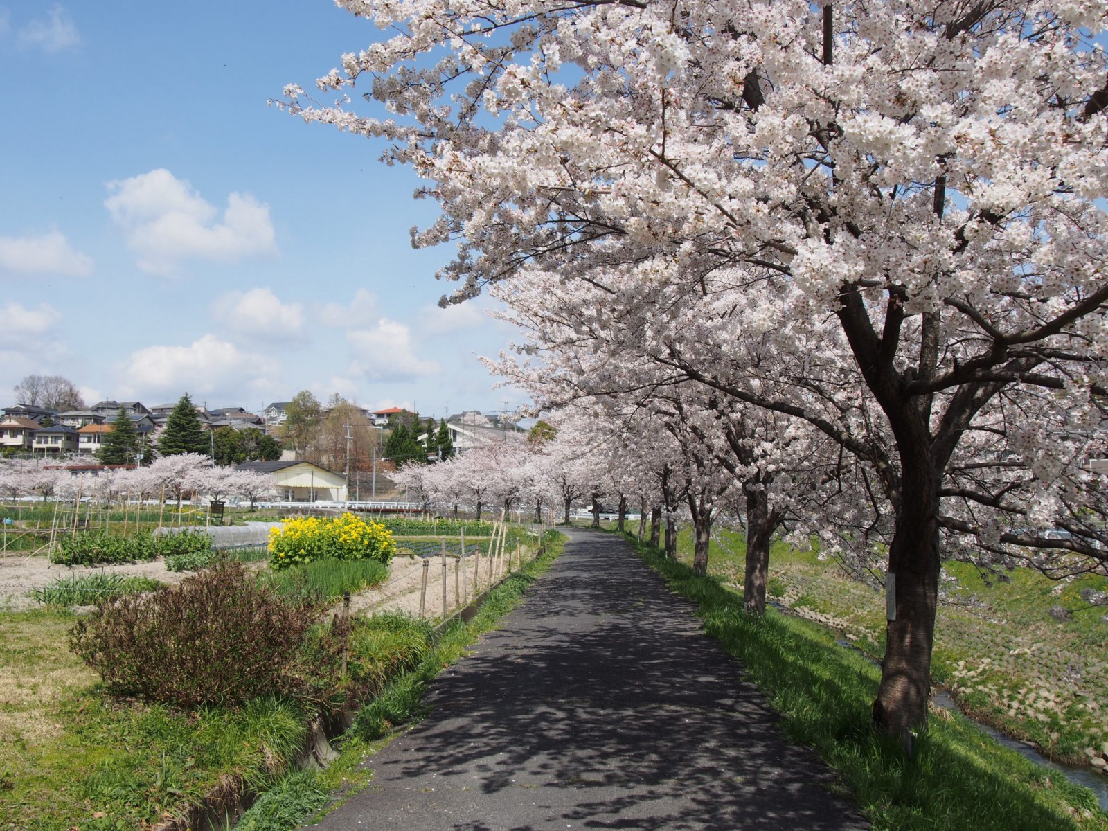 秋篠川の桜並木