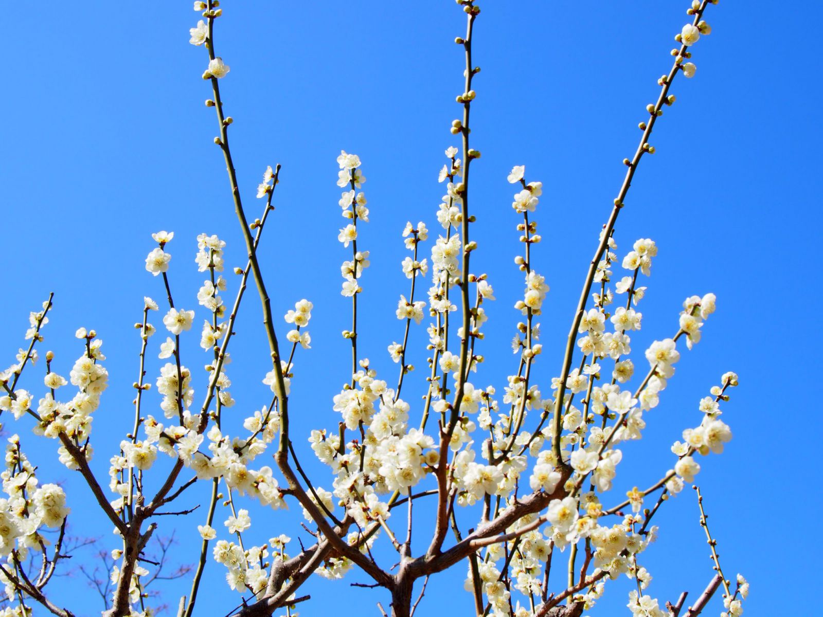 片岡梅林 奈良公園内随一の 梅の名所 では紅白色とりどりの梅が咲き誇る 奈良まちあるき風景紀行