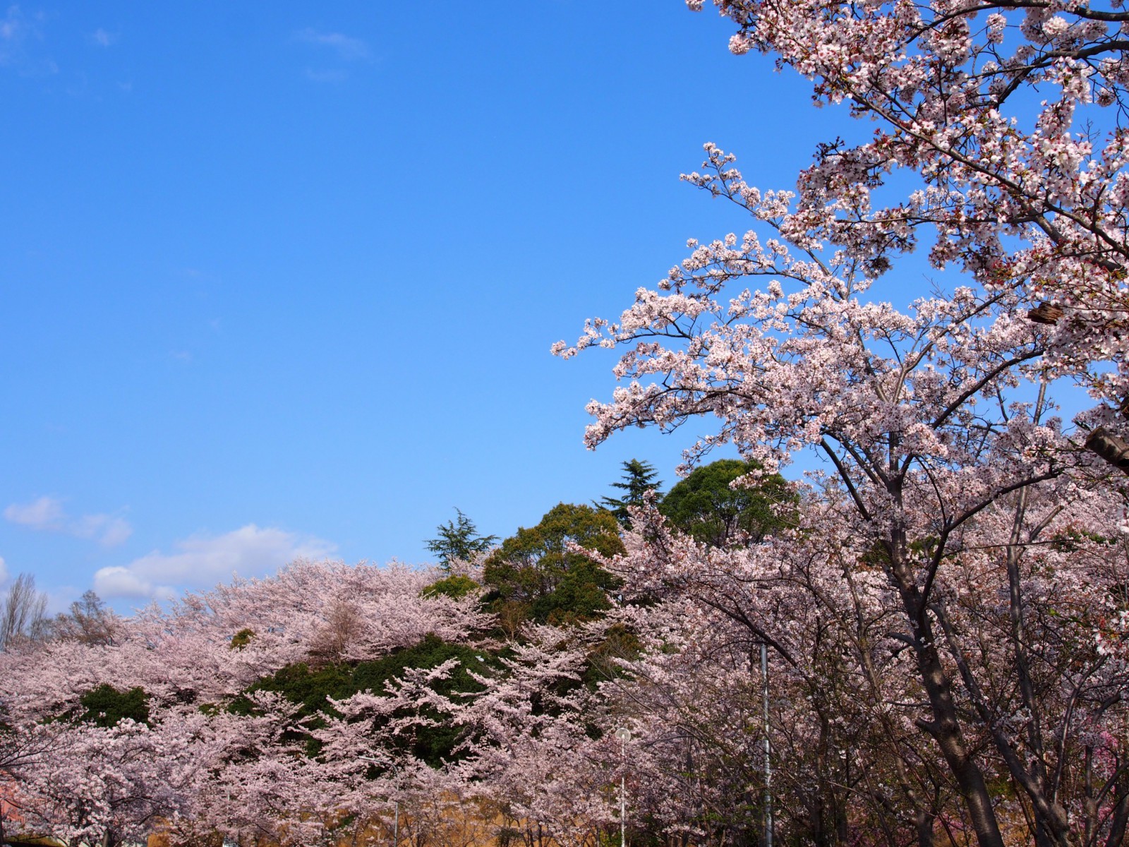 吉野山や三室山すら彷彿とさせる「鴻ノ池運動公園」の桜