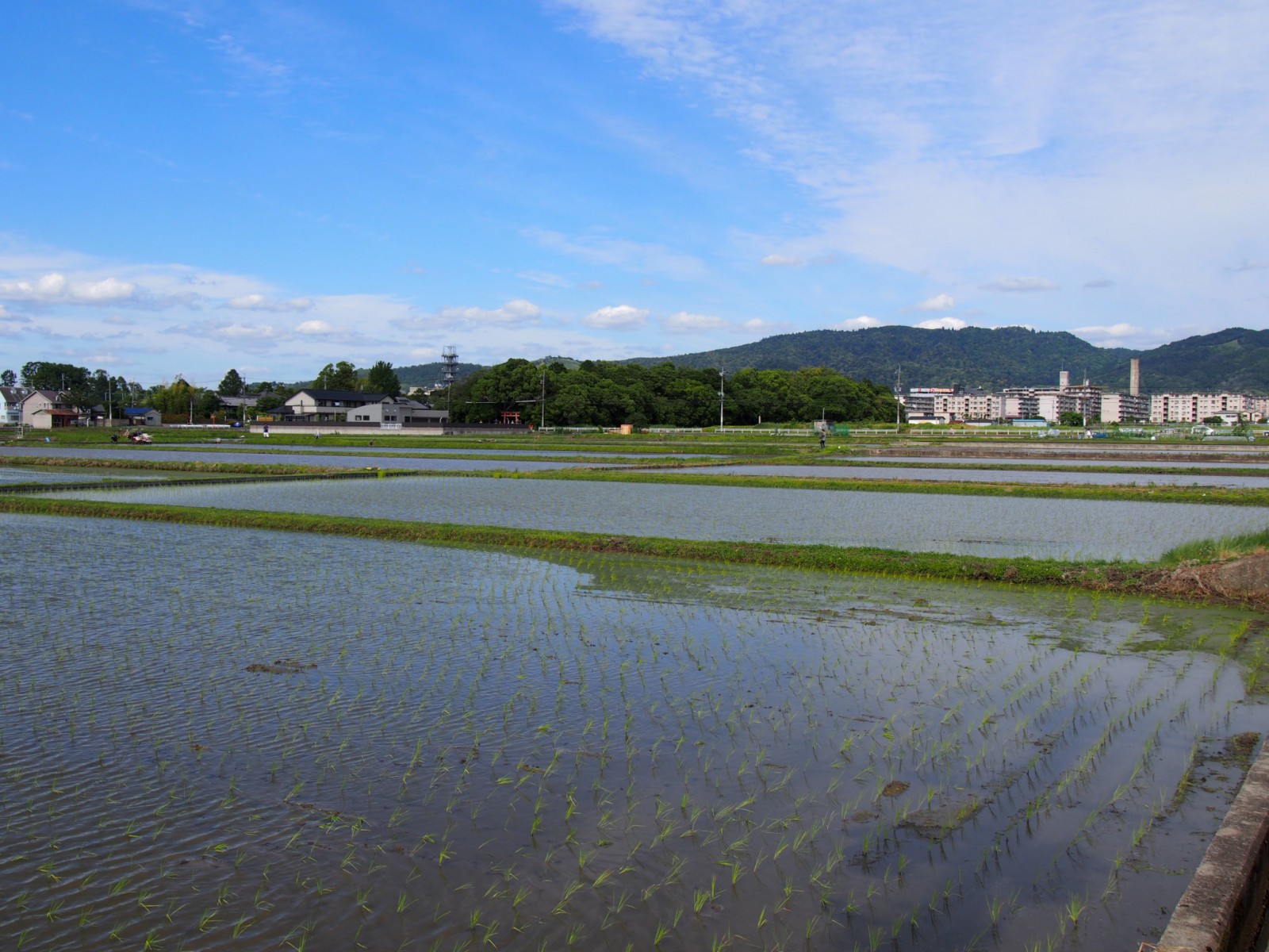 奈良・大安寺周辺の田園風景