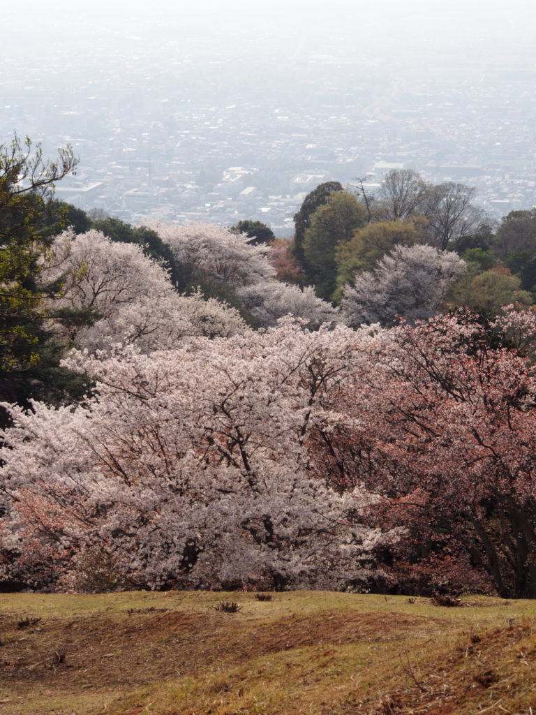若草山頂付近の「桜」