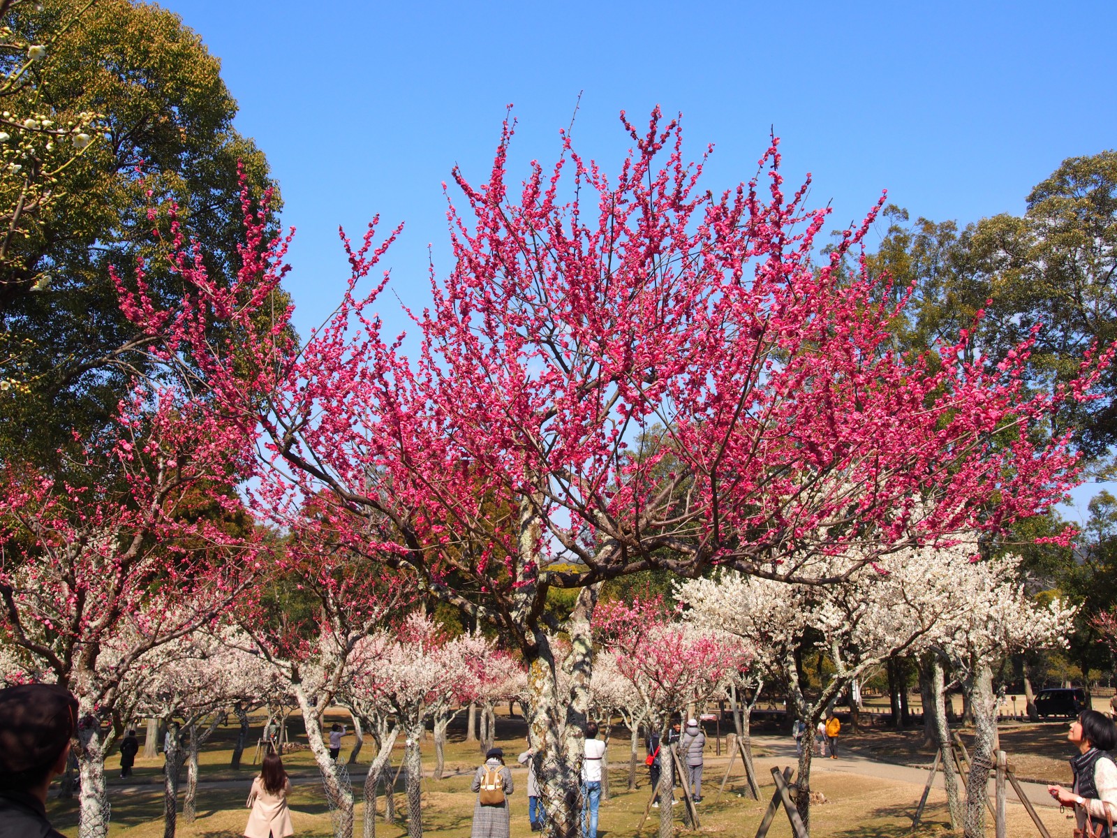 奈良公園内片岡梅林の風景