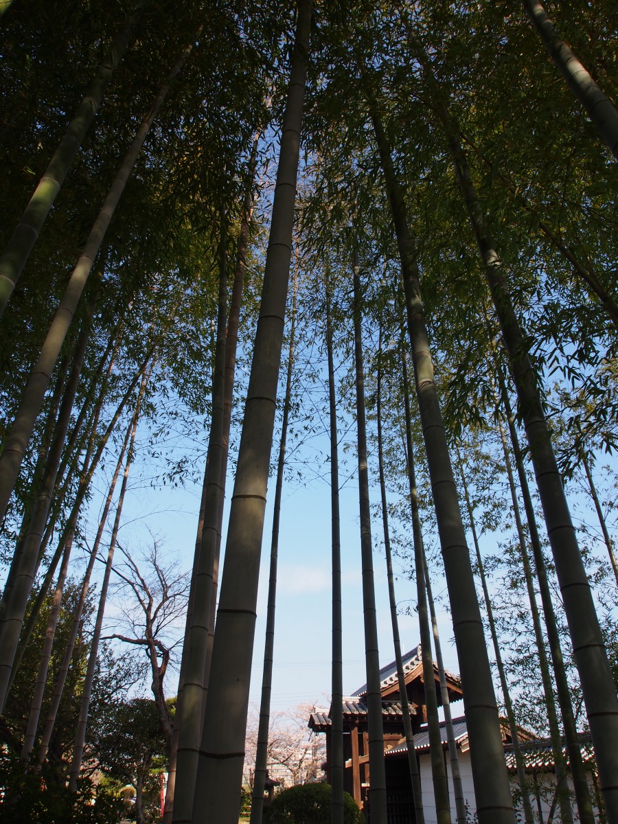 大安寺の竹林