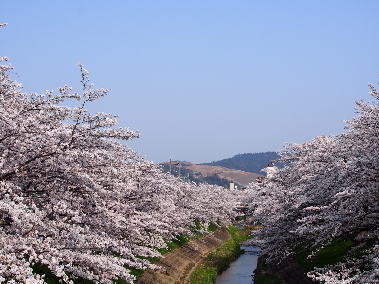 佐保川の桜並木を「大宮橋」から望む風景