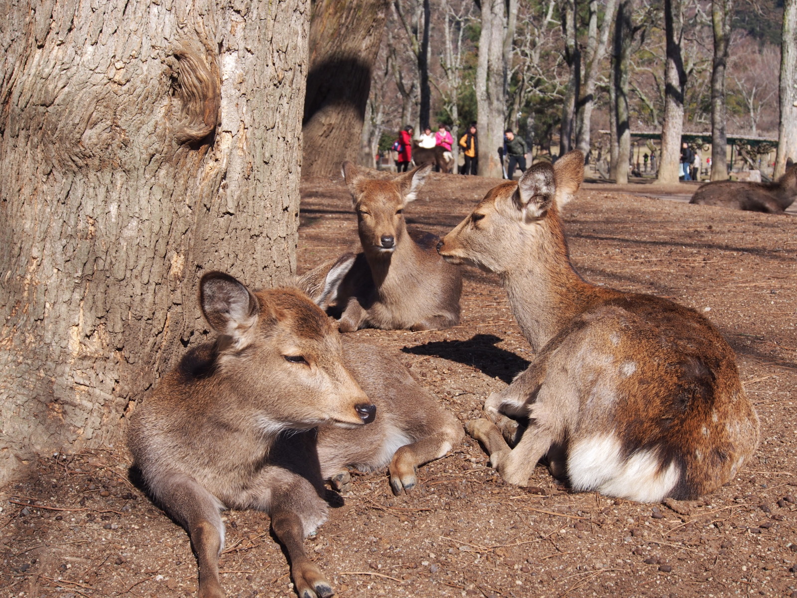 奈良の鹿の生態は 季節ごとに異なる特徴 行動を詳しく解説 奈良まちあるき風景紀行