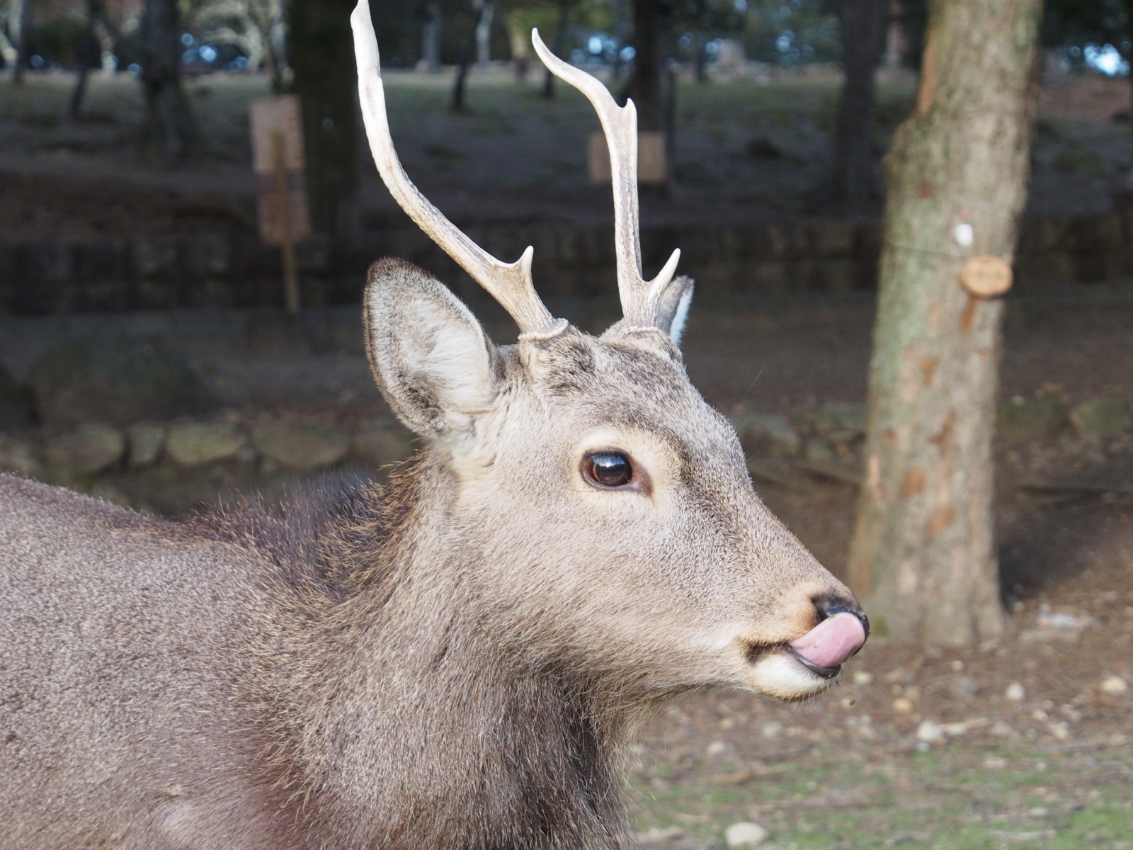 奈良の鹿の オス と メス の特徴は 鹿社会 の仕組みも解説 奈良まちあるき風景紀行