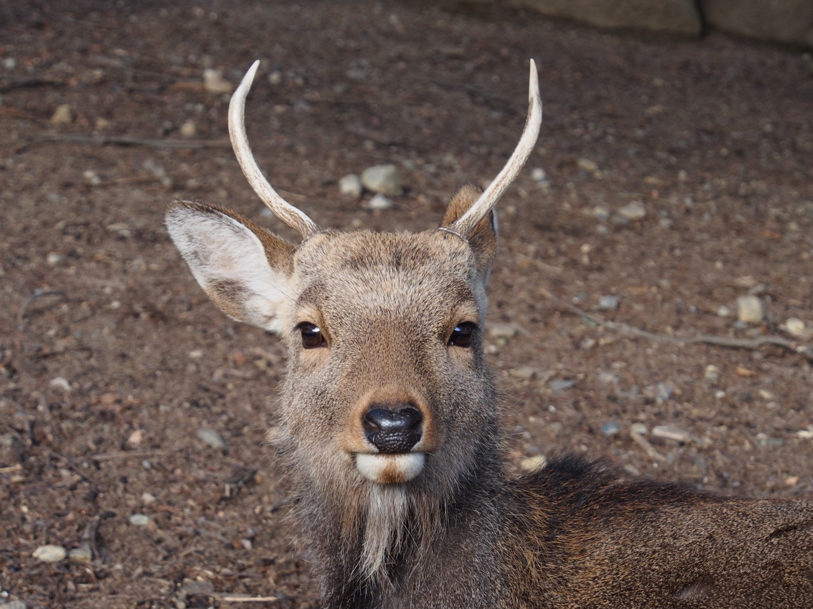 奈良の鹿の歴史 中世 鹿を死なせると 死罪 厳格な時代へ