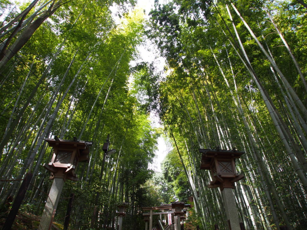 久延彦神社の「竹林」